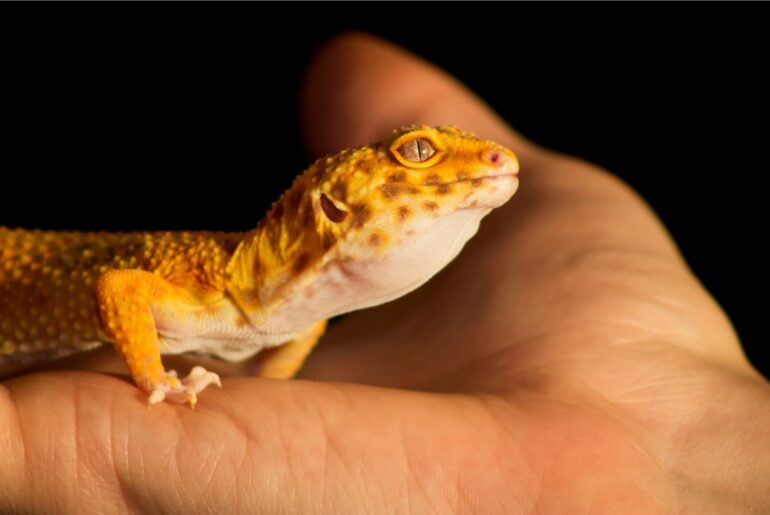 A pet gecko lizard resting on a hand.