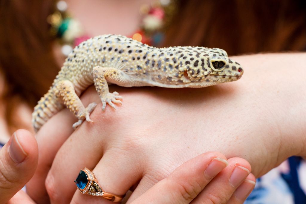 Gecko restingon a woman's hand