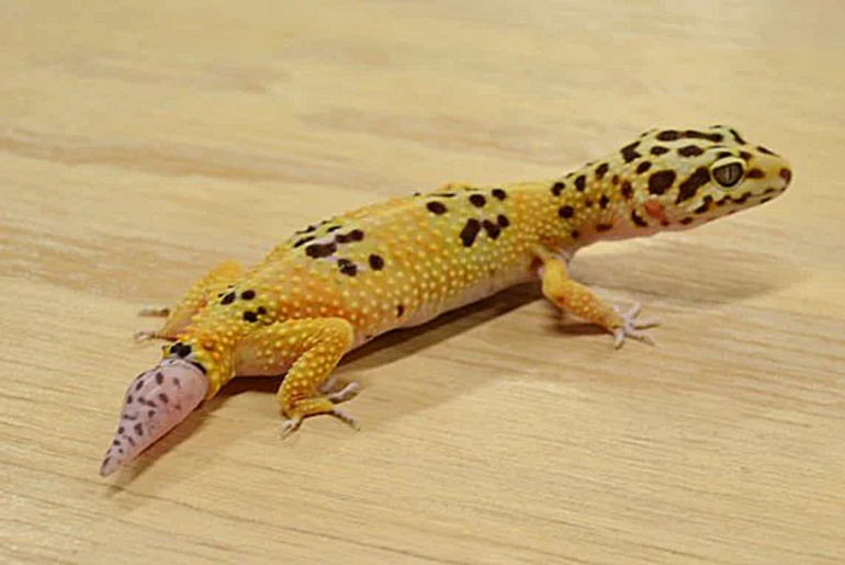 gecko with tail growing back