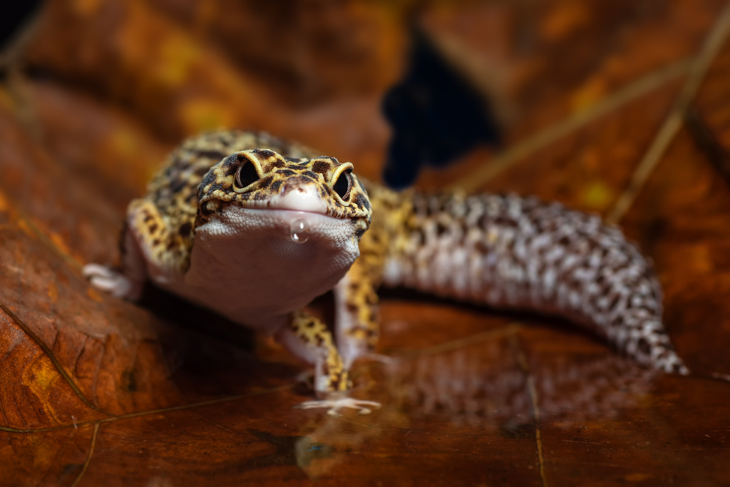 wild Gecko facing towards the camera