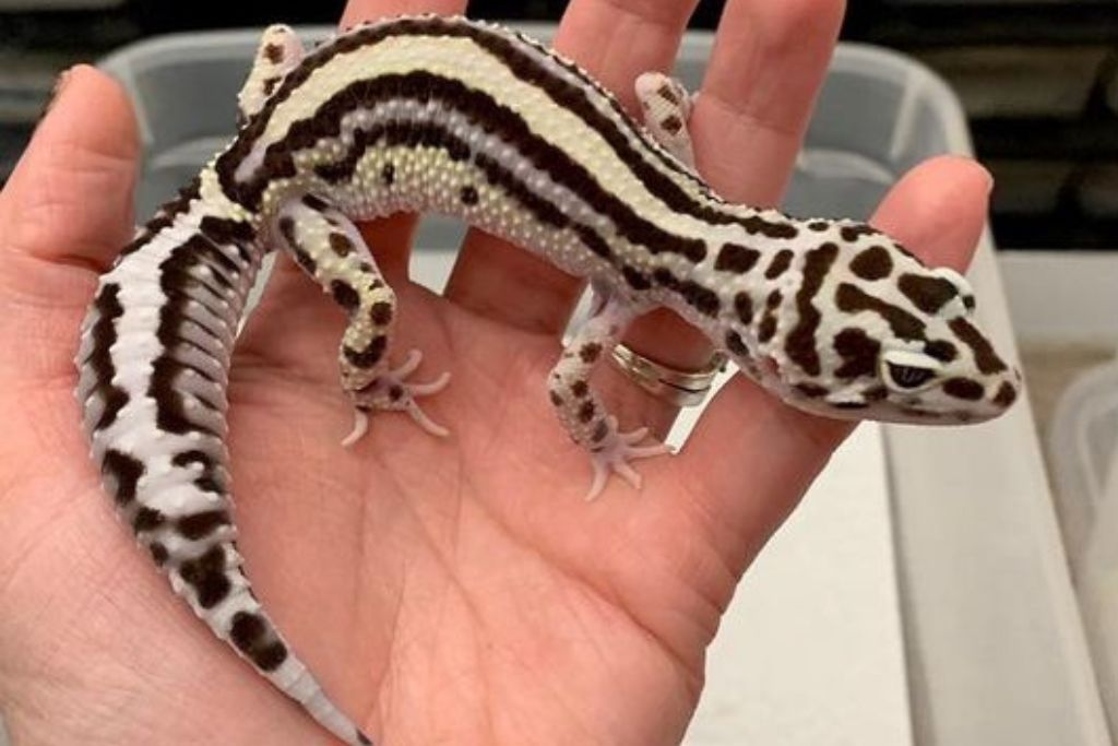 Gem Snow Leopard Gecko on the palm of a hand