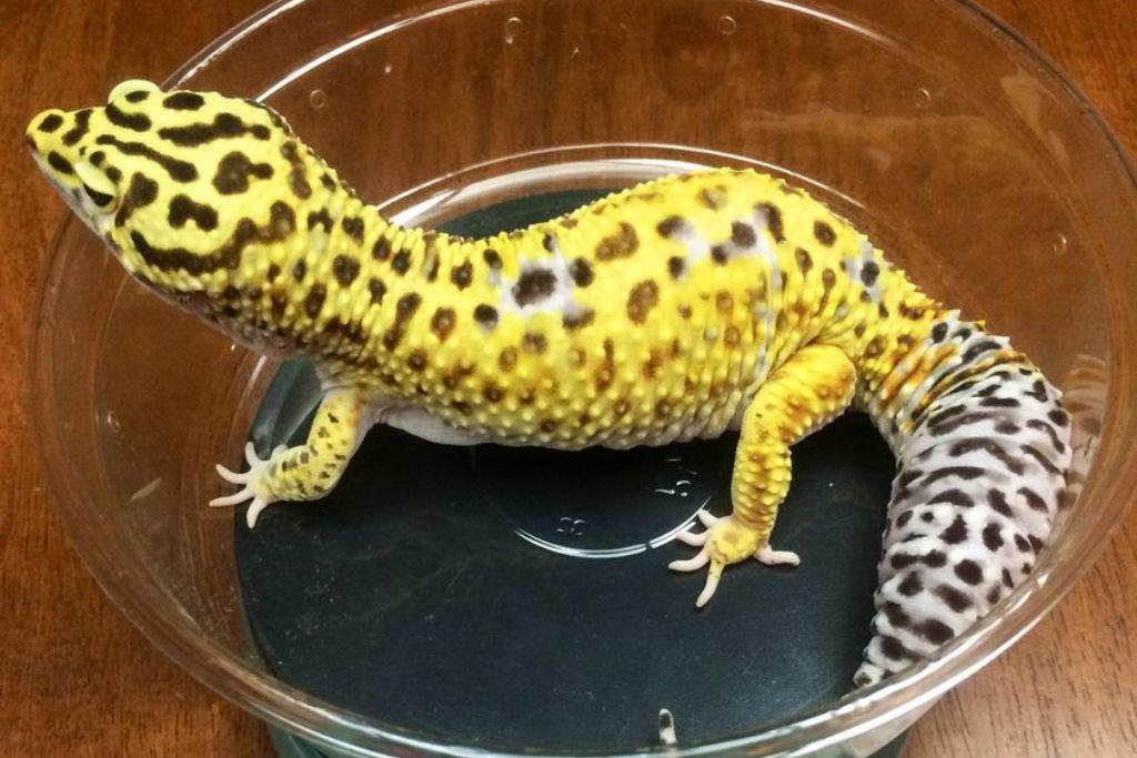 Godzilla Super Giant  leopard gecko on a weighing scale