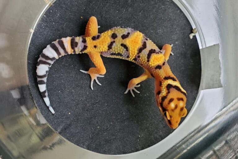 50 Different Types of Leopard Geckos