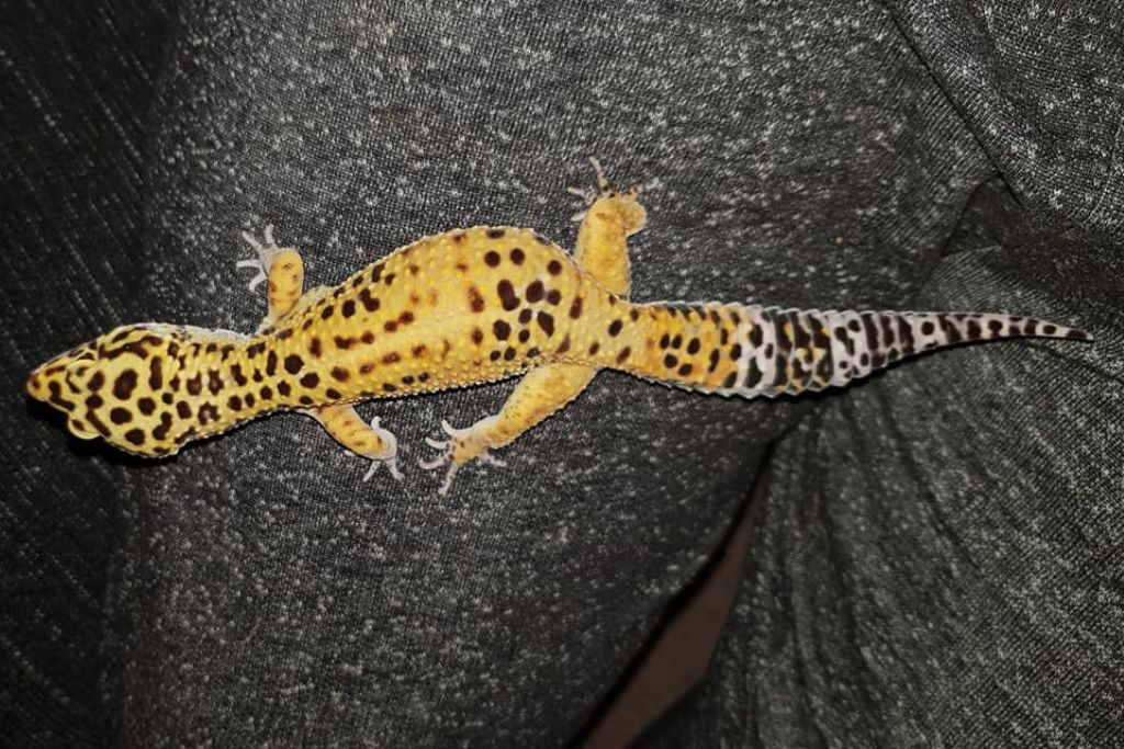 High Yellow leopard gecko on a person's lap wearing a dark gray pants