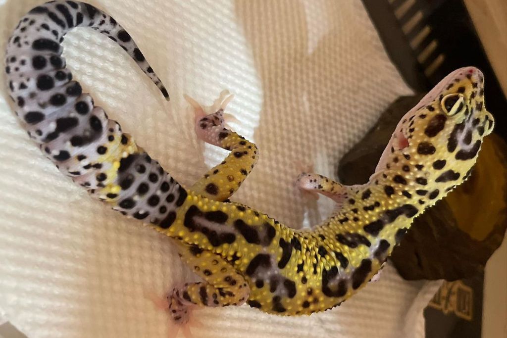 Hyper Xanthic leopard gecko on a white tissue paper