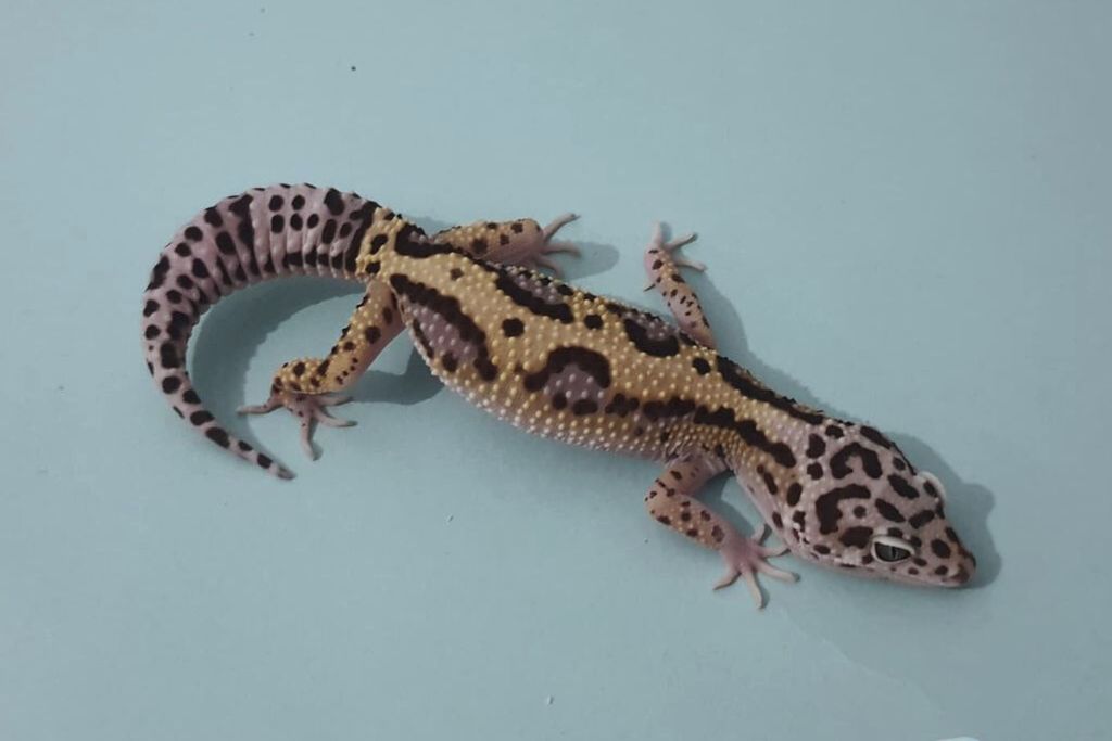 Jungle leopard gecko on a white background