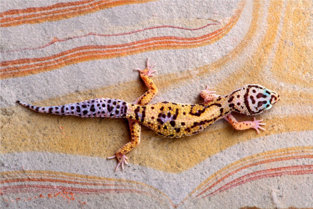 Lavender Leopard Gecko crawling on a painted pavement