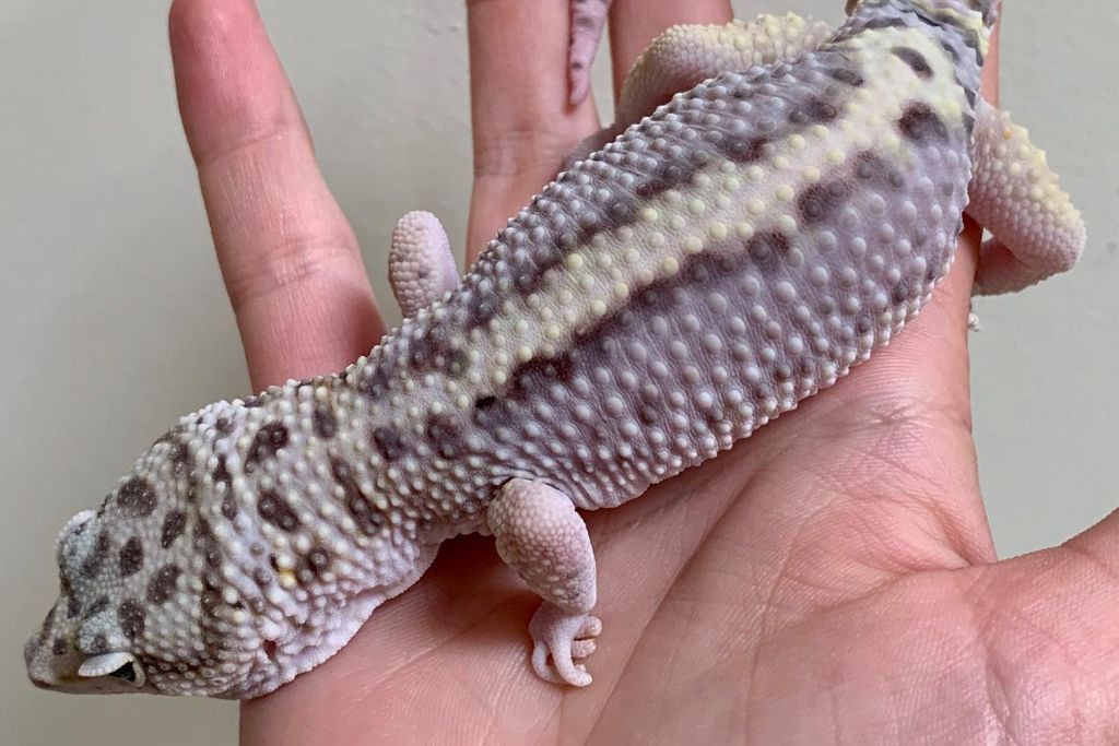 Lavender Stripe leopard gecko on the palm of a hand