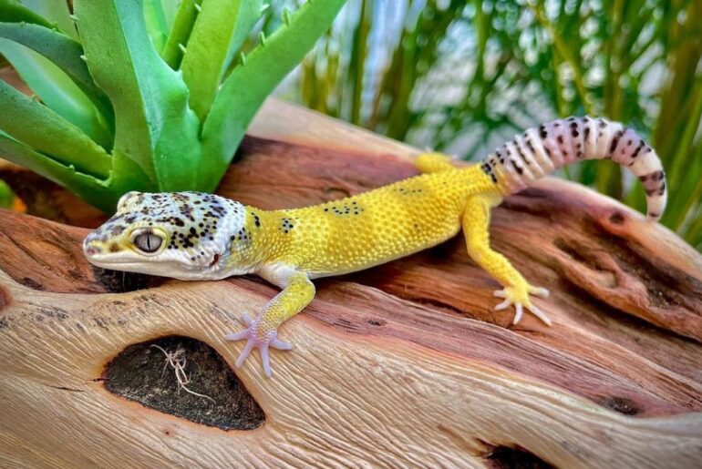 10 Best Beddings For Leopard Geckos