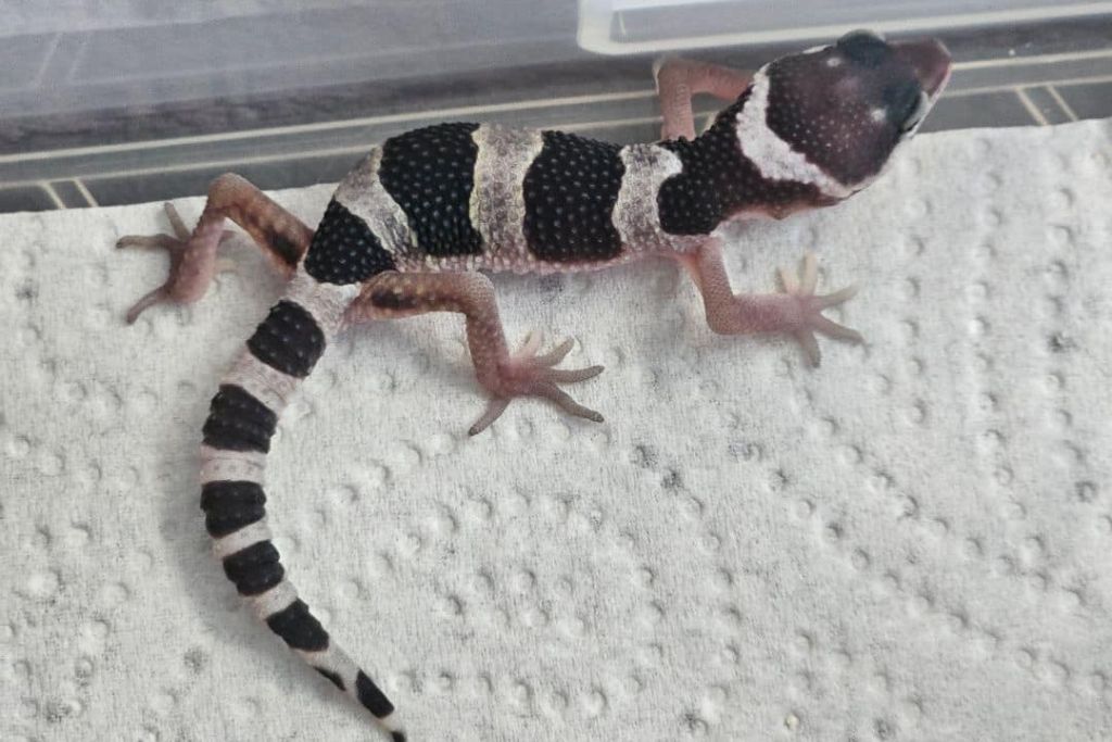 Mack Snow Leopard Gecko on a tissue paper