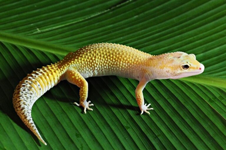 50 Different Types of Leopard Geckos