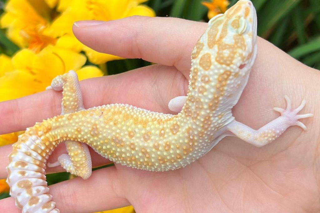 RAPTOR Leopard Gecko on the palm of a hand