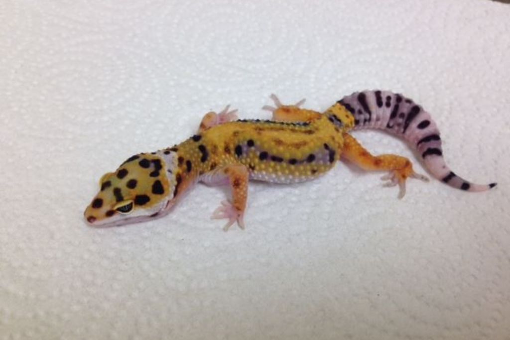 Rainbow Stripe leopard gecko on a white tissue paper