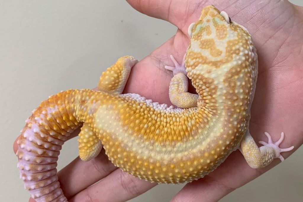 Raining Red Stripe leopard gecko on the palm of a hand