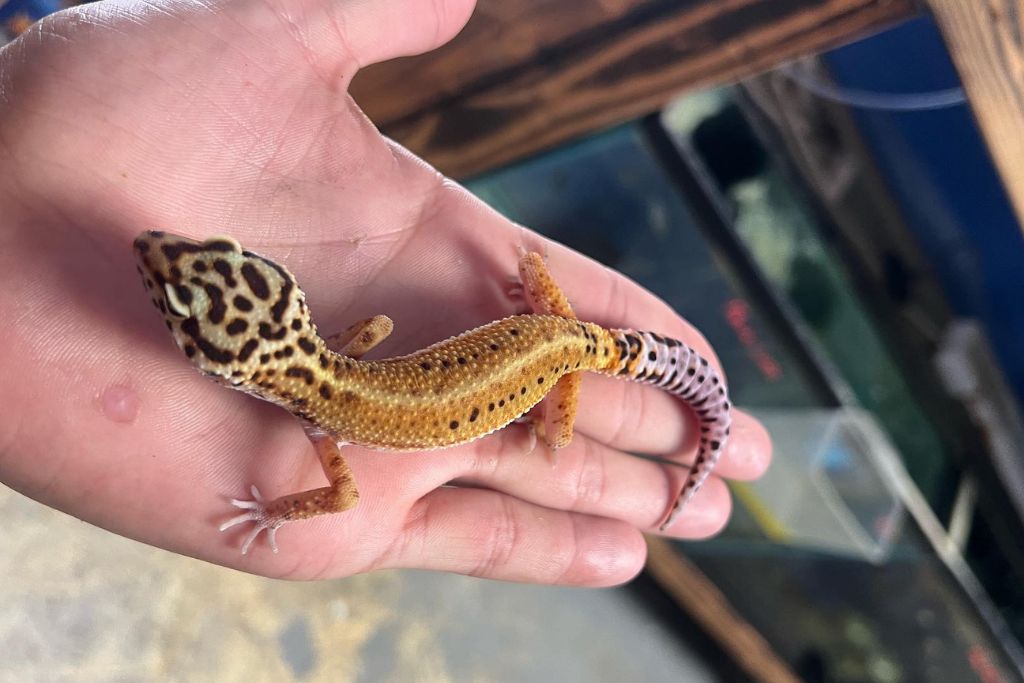 Red Stripe leopard gecko on the palm of a hand