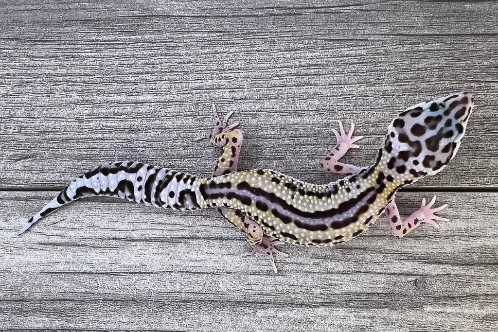 Reverse Stripe leopard gecko on a wooden floor