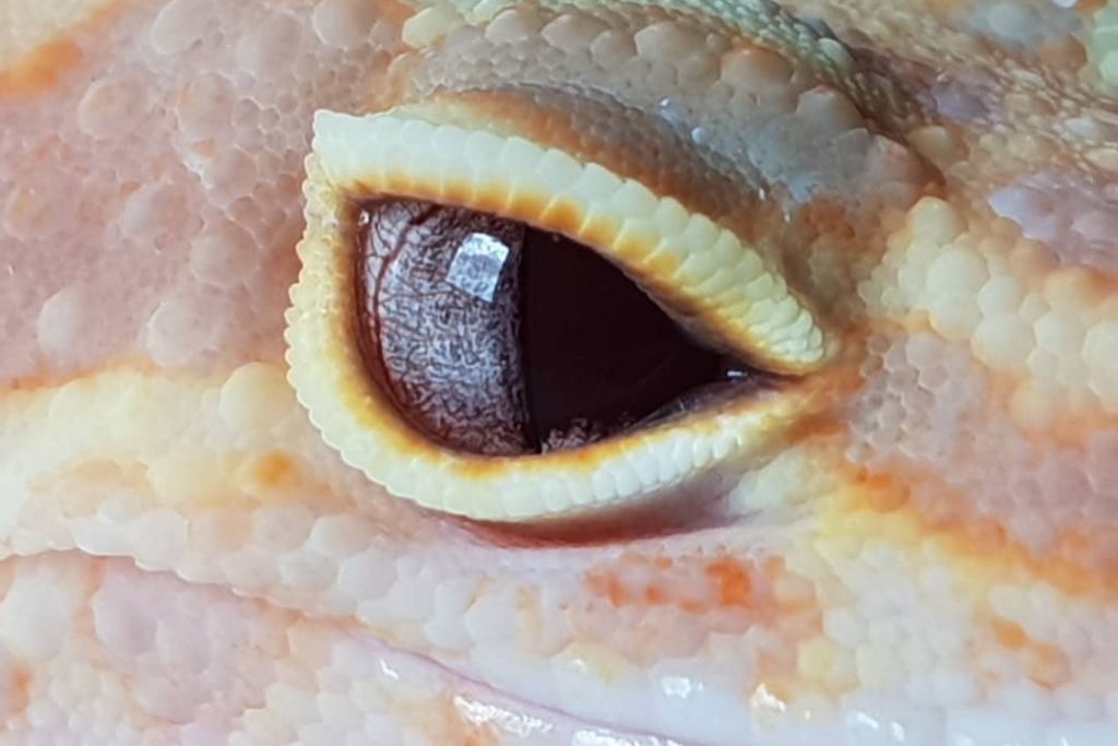 Snake Eyes leopard gecko close up look