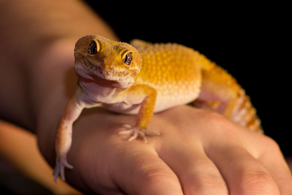 Sunglow Leopard Gecko on the dorsal side of the hand