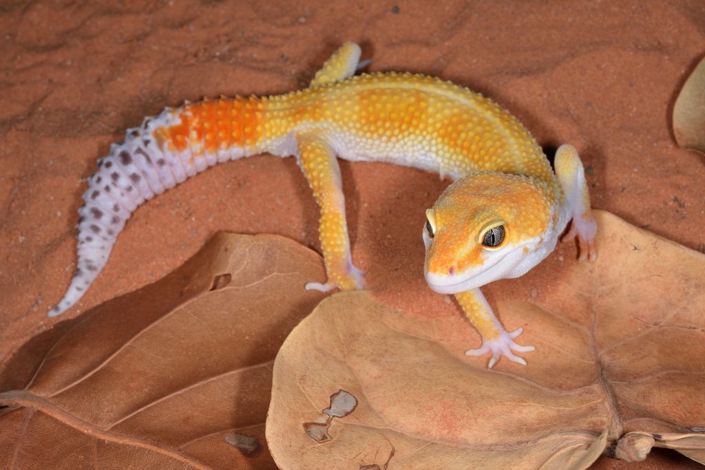 Tangerine Leopard Gecko walking on a sand with dried leaves