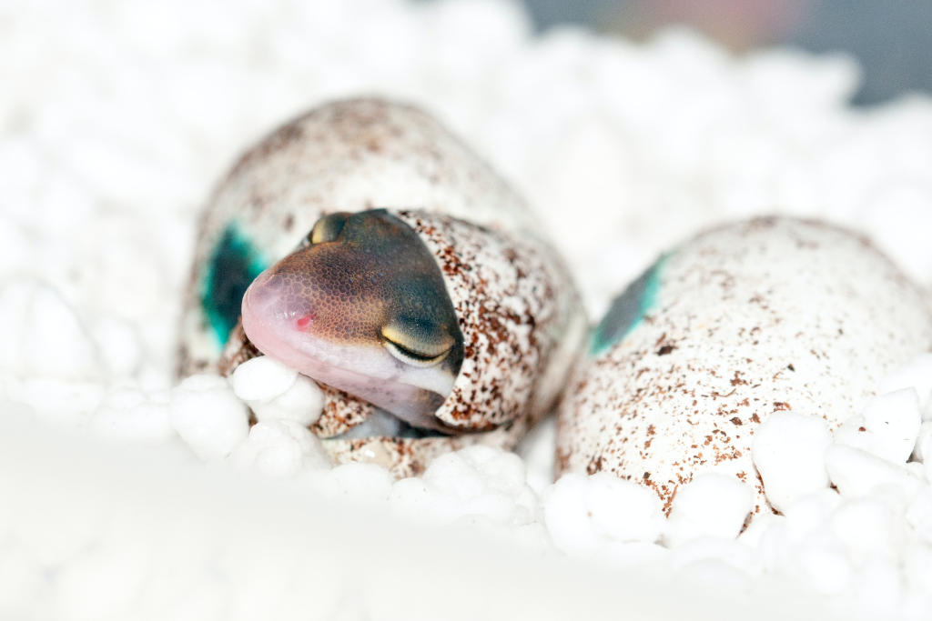 hatched baby leopard gecko