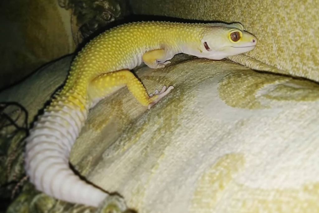 banana blizzard leopard gecko on a couch