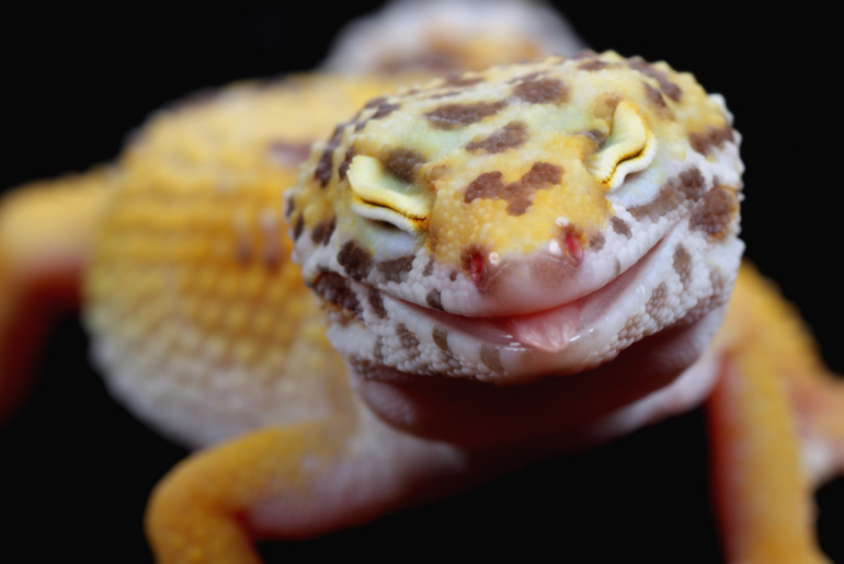 leopard gecko bonding