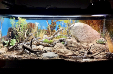 Leopard Gecko tank with hiding spots