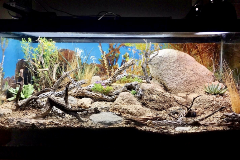 Leopard Gecko tank with hiding spots