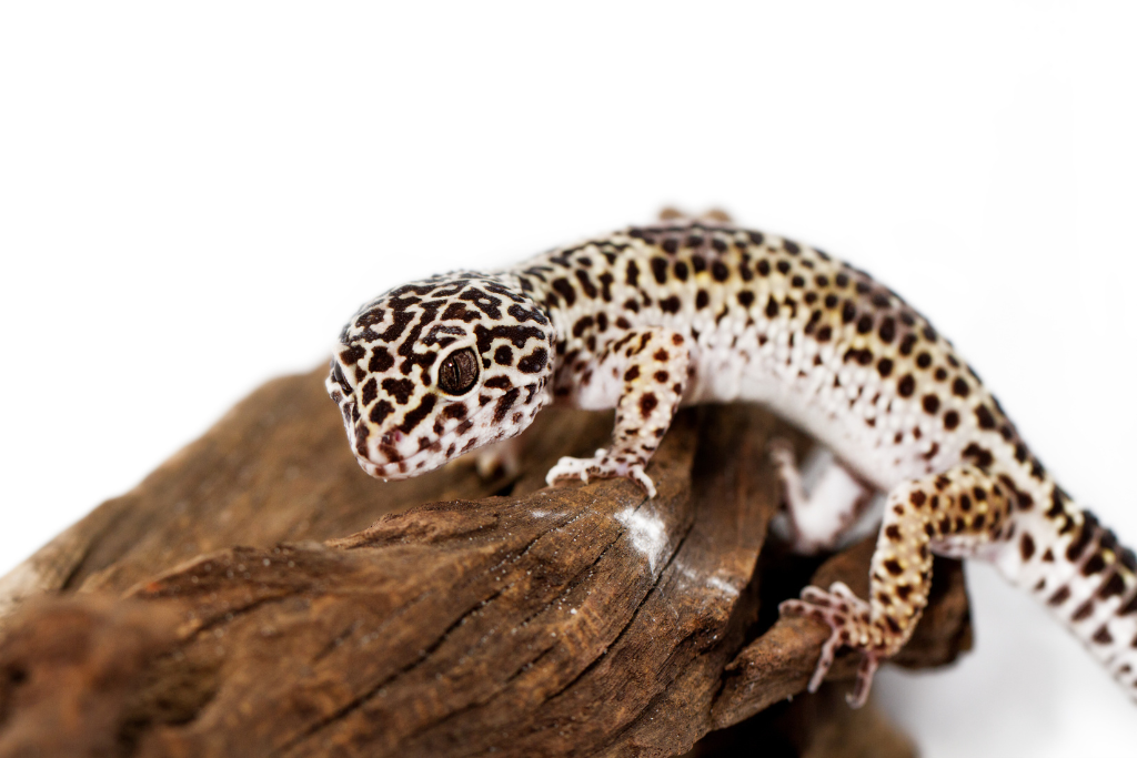 leopard gecko bonding