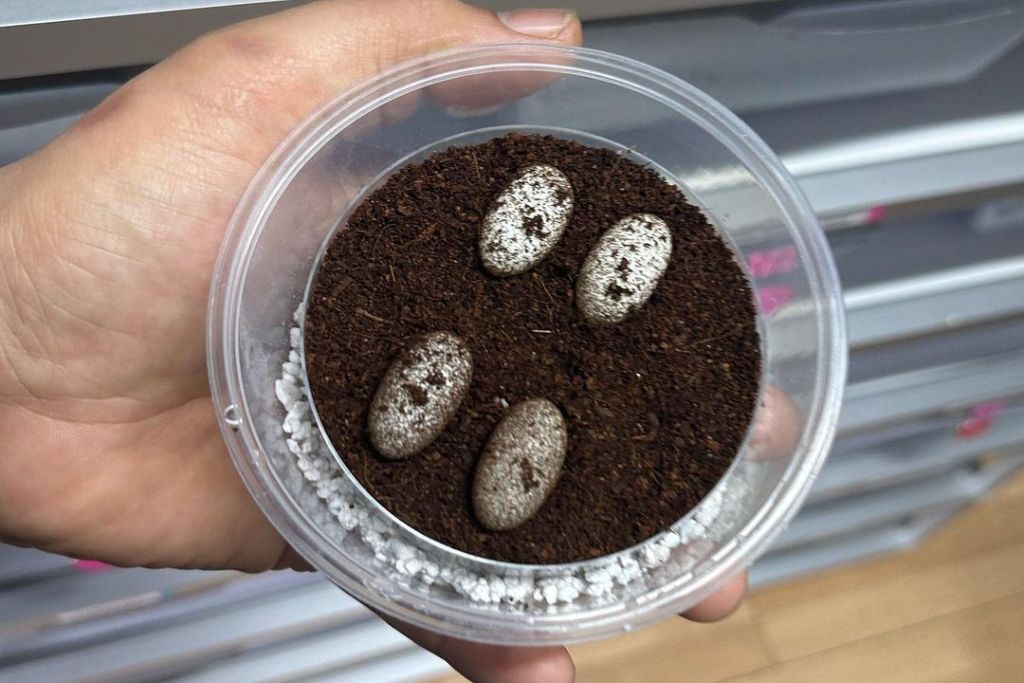 a hand holding 4 leopard gecko eggs on a tube with soil in it