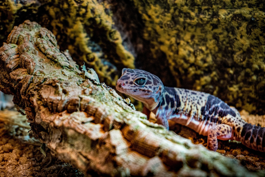 leopard gecko on its natural habitat
