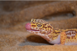 leopard gecko with its tongue outside