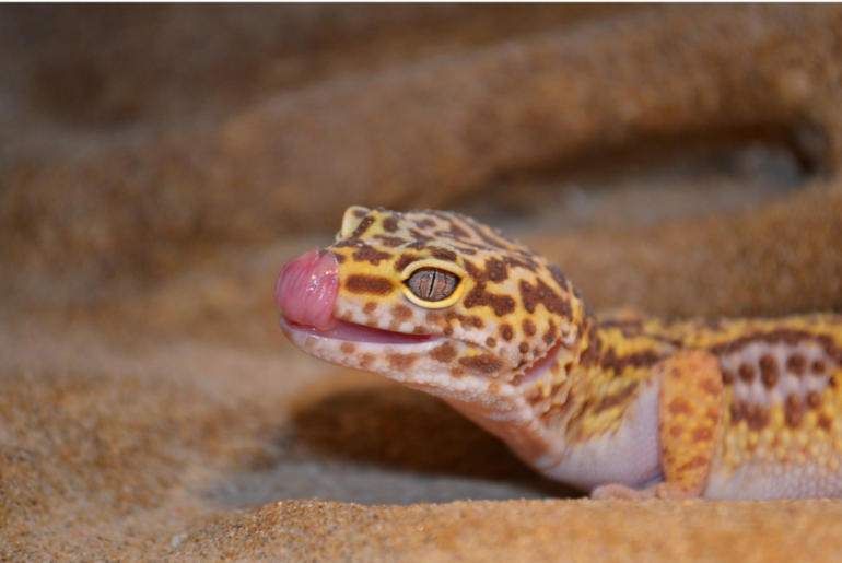 leopard gecko with its tongue outside