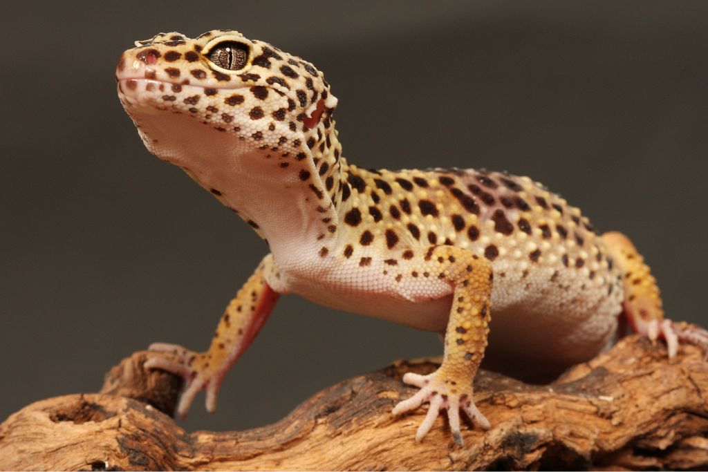 a leopard gecko on a branch