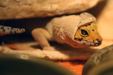 a leopard gecko shedding its skin