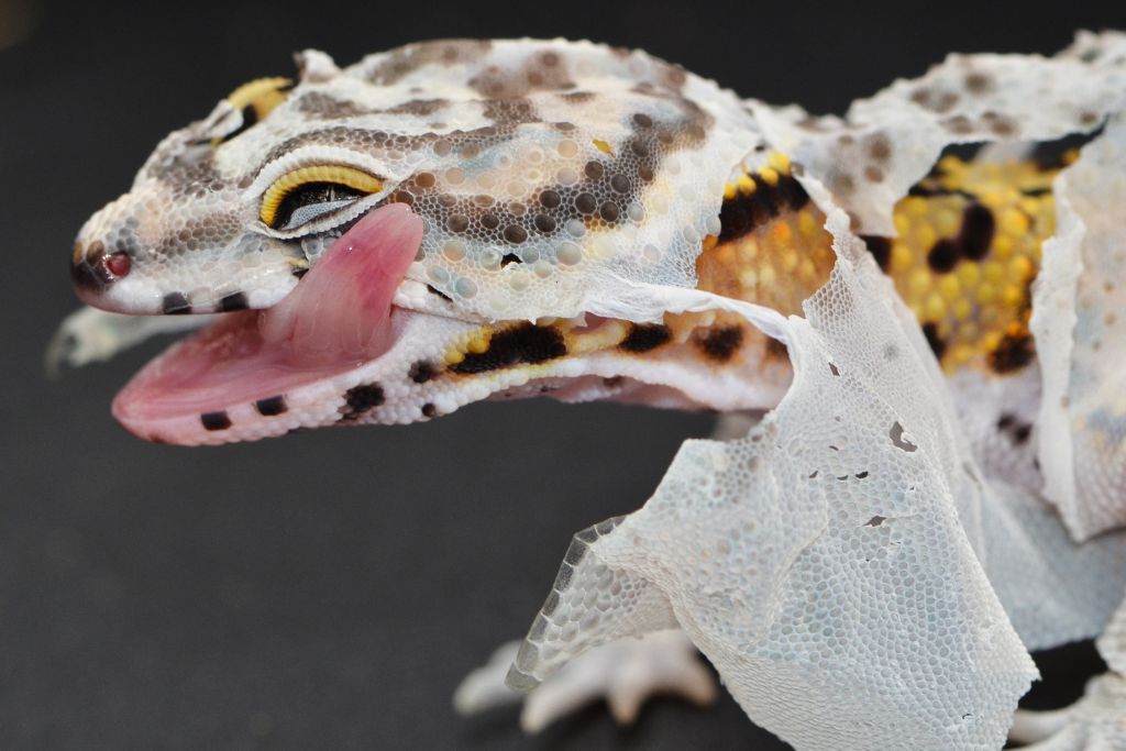 close up, side view of a shedding leopard gecko licking his face with a tongue