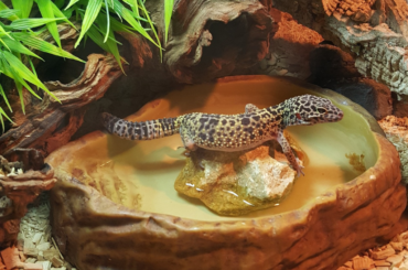 leopard gecko taking a bath on a shallow terrarium pond