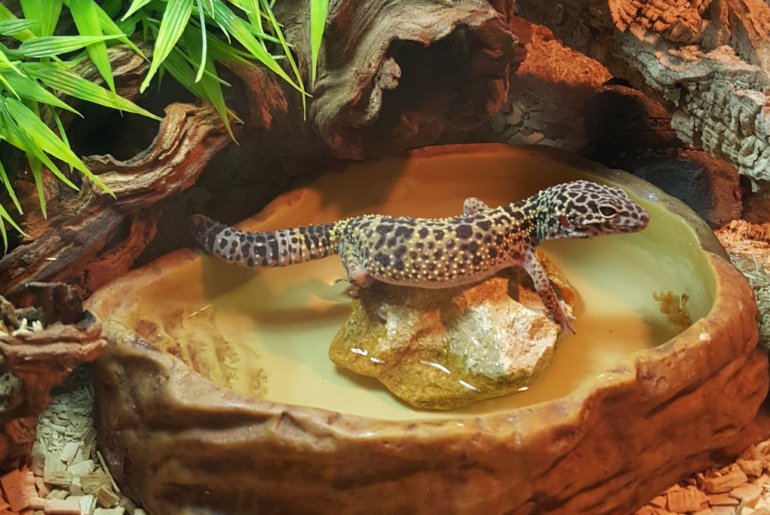 leopard gecko taking a bath on a shallow terrarium pond