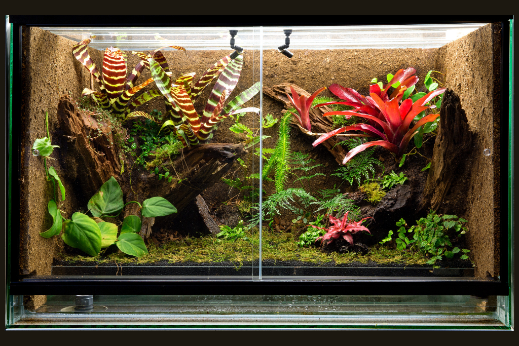 terrarium tank with outdoor plant and moss for Leopard Gecko