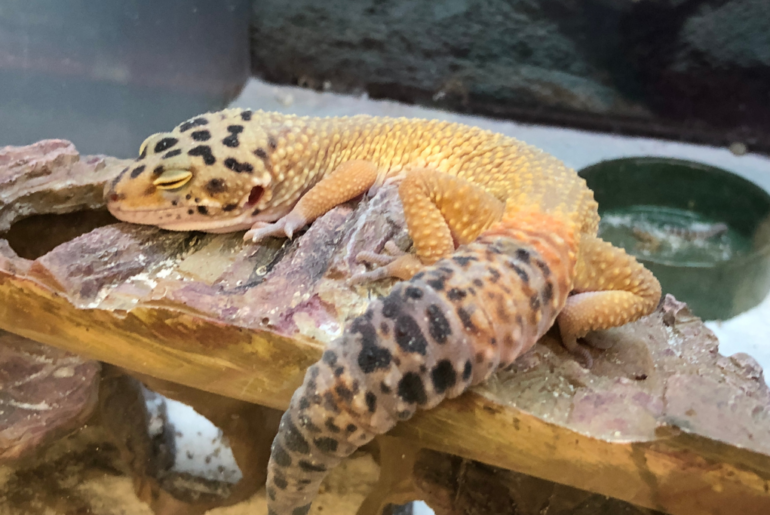 Leopard Gecko in tank sleeping