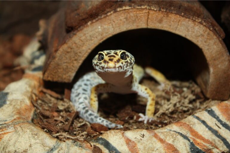 leopard gecko on terrarium wood house