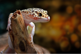 a leopard gecko on a branch