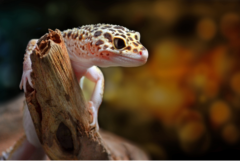 a leopard gecko on a branch