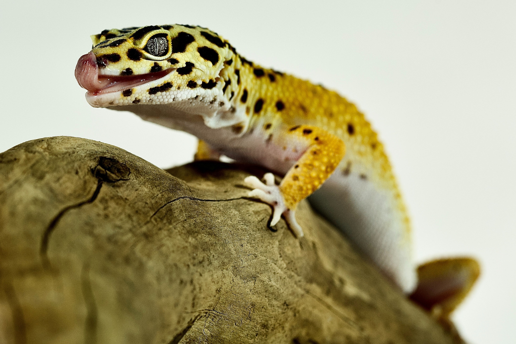 a leopard gecko on a twig