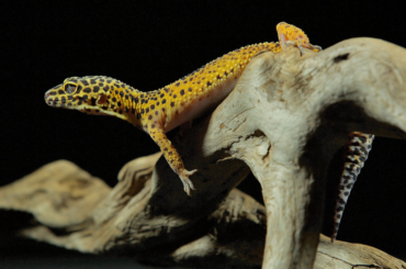 leopard gecko