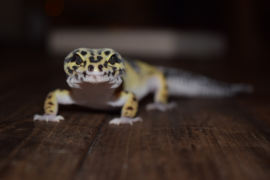 leopard gecko on wooden platform