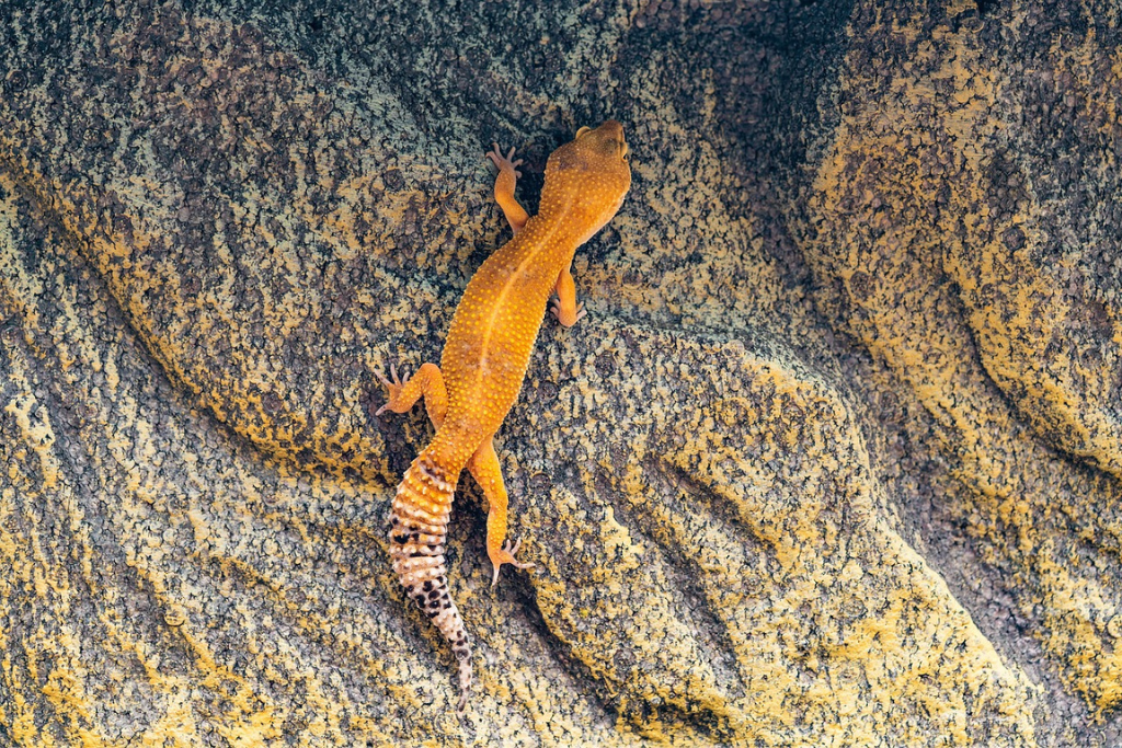 top view of leopard gecko crawling on rocky surface