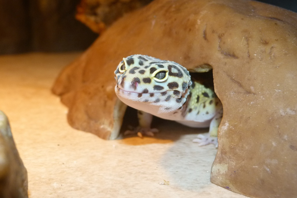 leopard gecko on its terrarium cave