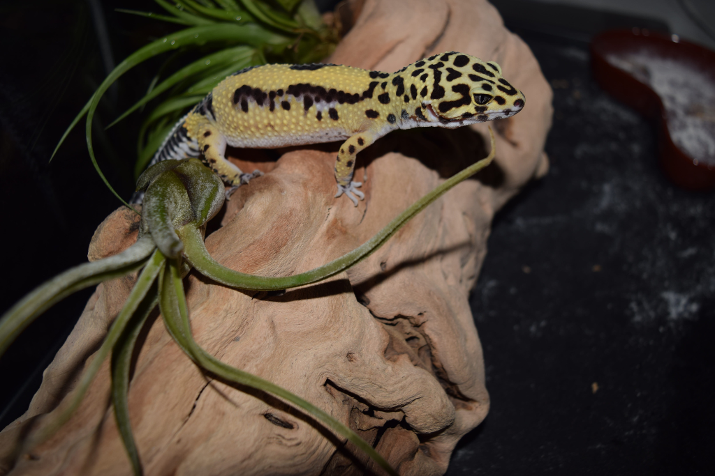 leopard gecko on driftwood