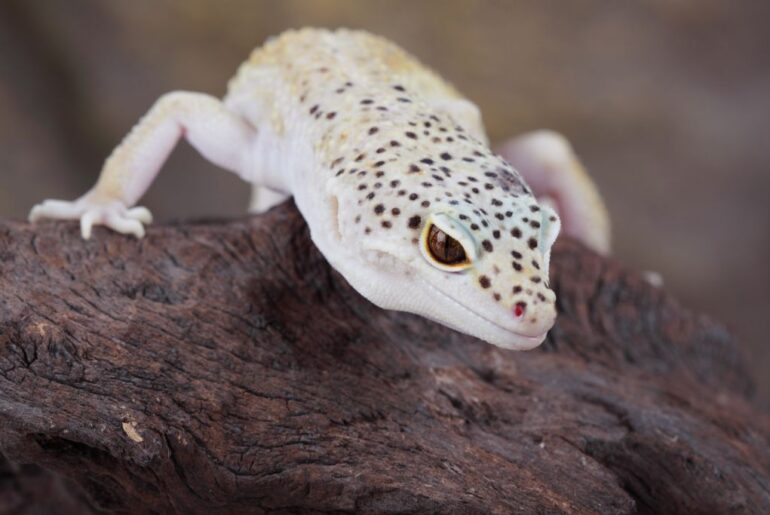 leopard gecko on a chunk of wood